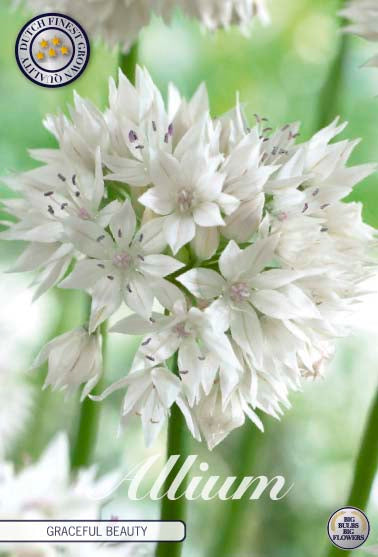 Allium Gracefull Beauty 5-pack