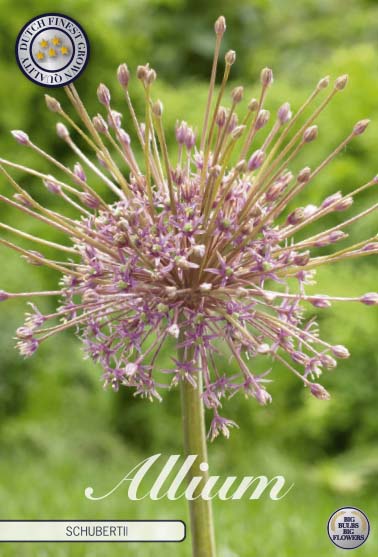 Allium Schubertii 3-pack