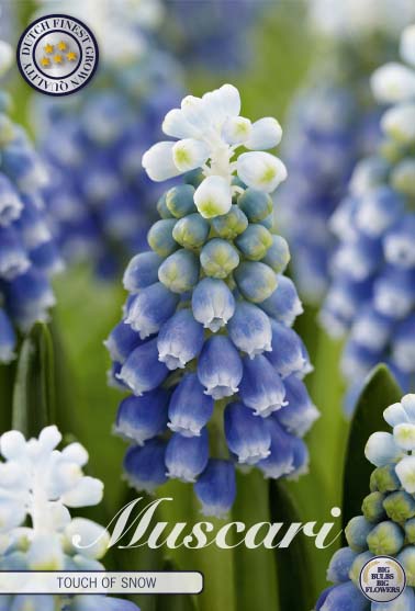Muscari Touch of Snow 10-pack