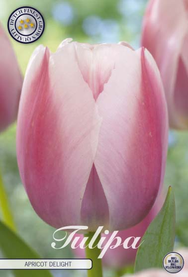 Tulipa Apricot Delight 7-pack