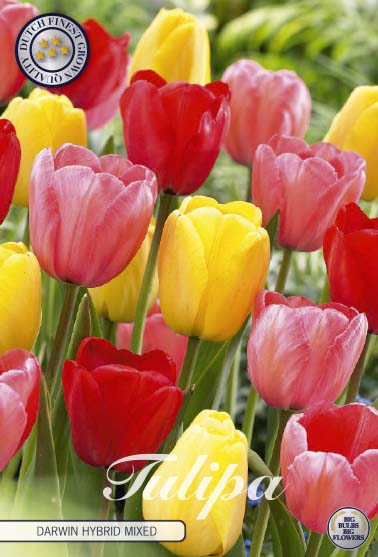 Tulipa Darwin Hybride Mixed 10-pack