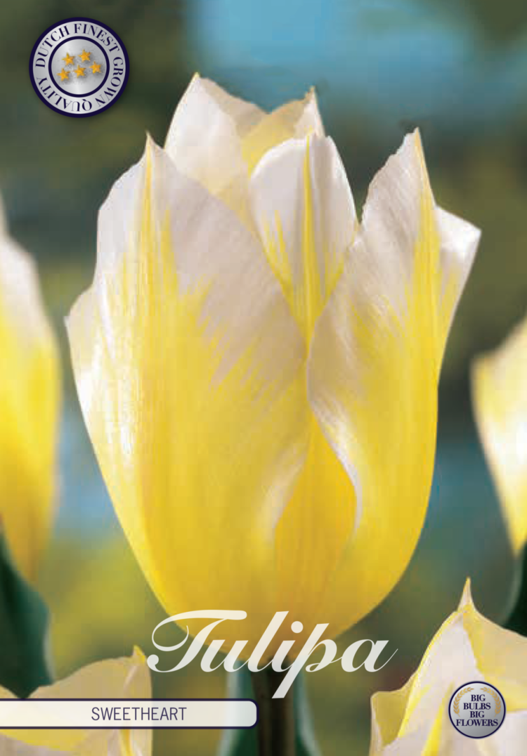 Tulipa Sweetheart 7-pack