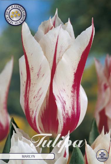 Tulipa Marilyn 7-pack