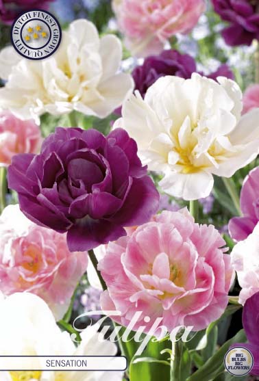 Tulipa Sensation 10-pack