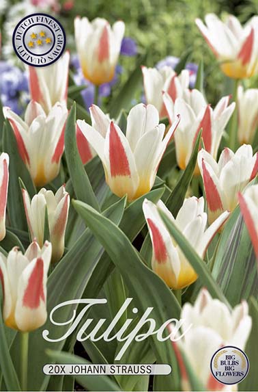 Tulipa Johan Strauss 7-pack