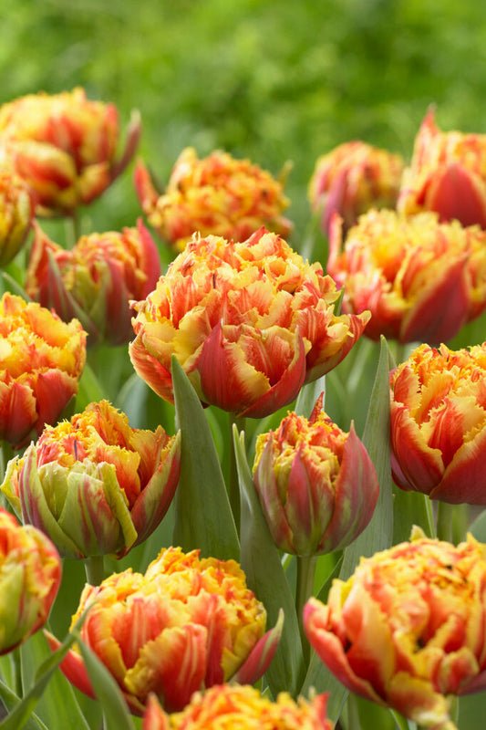 Tulipa Gold Dust (premium) 7-pack