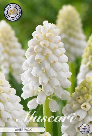 Muscari White Magic 10-pack