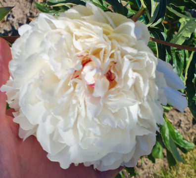 Paeonia Immaculee (Nyhet) 1-pack