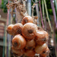 Onion Stutgarten Rieser 250 g