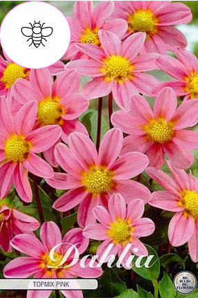 Dahlia Special Top mix Roze