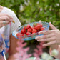 Strawberry Cherry Berry 3-pack