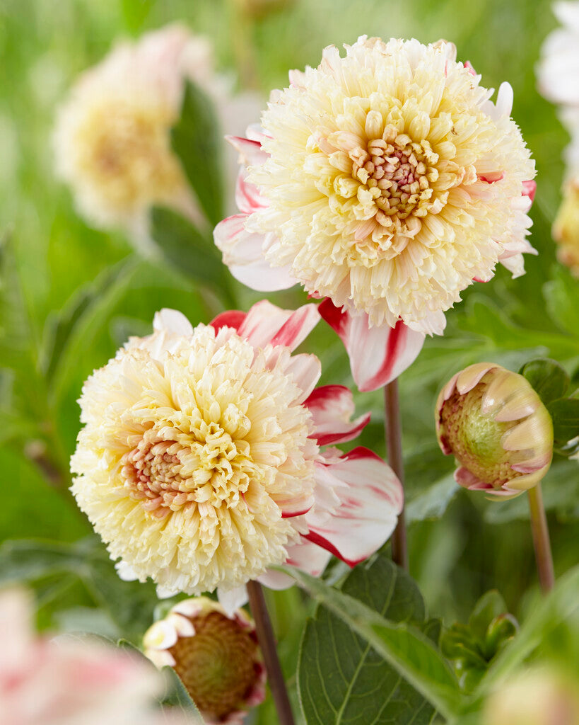 Dahlia Anemone Bon Odori