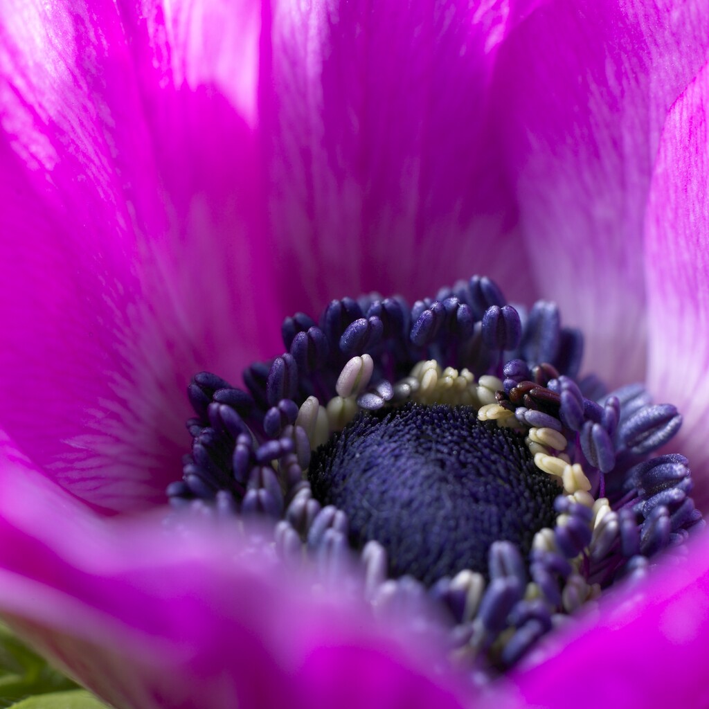 Anemone Coronaria The Caen Rose 15 -pack