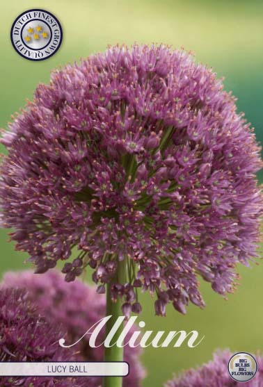 Allium Lucy Ball 1-pack