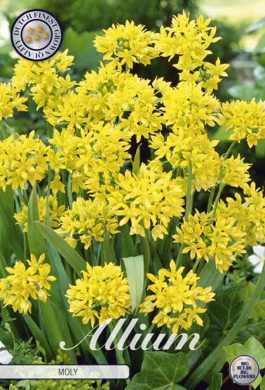 Allium Moly (syn. luteum) 20-pack