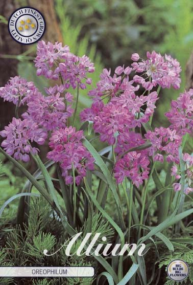 Allium Oreophilum 20-pack