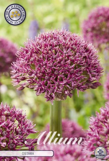 Allium Ostara 3-pack