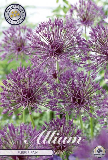 Allium Purple Rain 5-pack