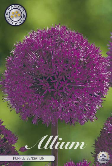 Allium Purple Sensation 5-pack