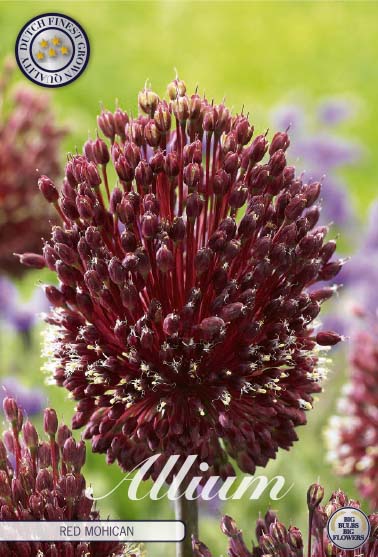 Allium Red Mohican 2-pack