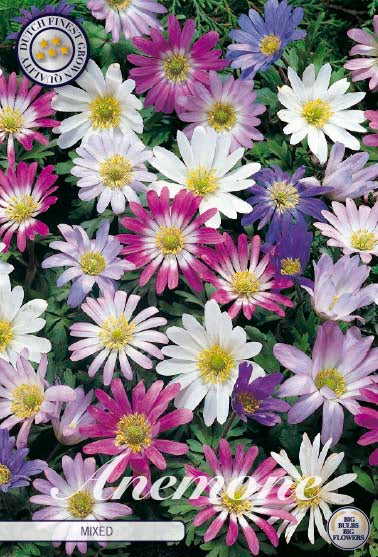 Anemone Mixed 20-pack