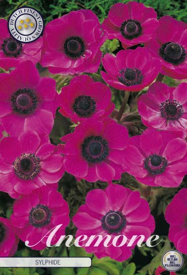 Anemone Sylphide 20-pack