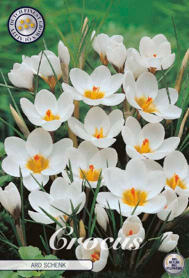 Crocus Ard Schenk 20-pack