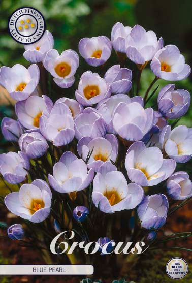 Crocus Blue Pearl 20-pack