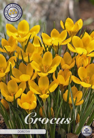 Crocus Dorothy 20-pack