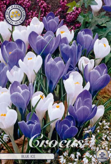 Crocus Blue Ice 10-pack