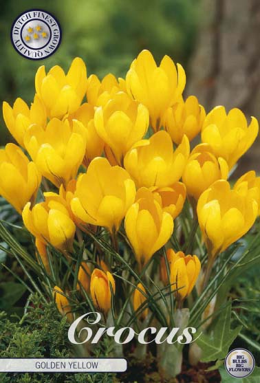 Crocus Golden Yellow 10-pack