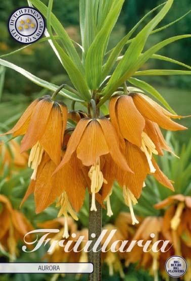 Fritillaria Aurora 1-pack