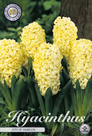 Hyacinthus City of Haarlem 5-pack