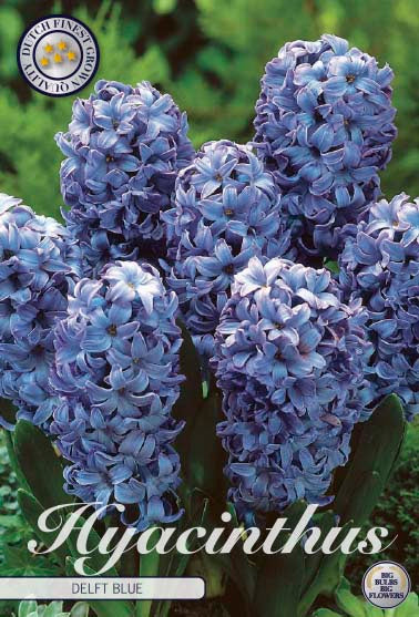 Hyacinthus Delft Blue 5-pack