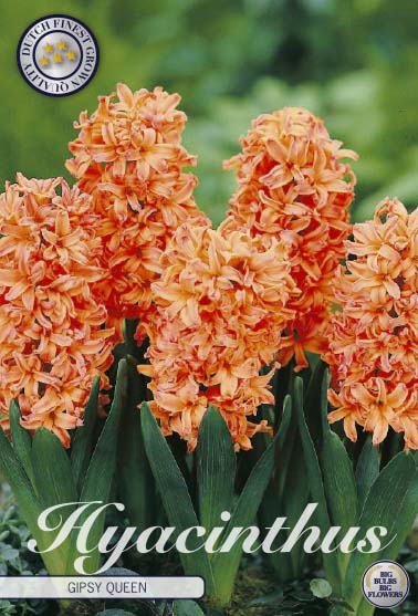Hyacinthus Gipsy Queen 5-pack