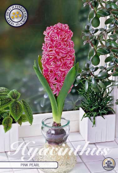 Hyacinthus Glas Hyacinth Pink Pearl 3-pack