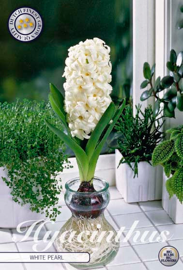 Hyacinthus Glas Hyacinth White Pearl 3-pack