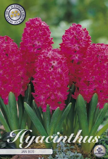Hyacinthus Jan Bos 5-pack