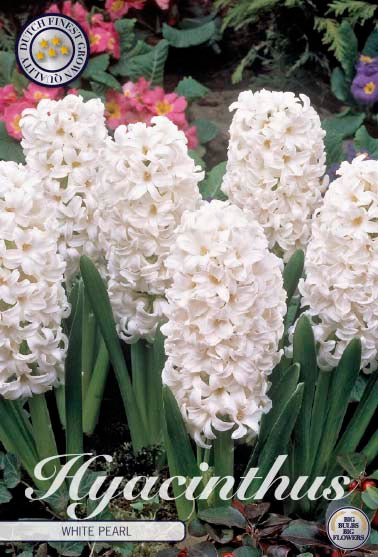 Hyacinthus White Pearl 5-pack