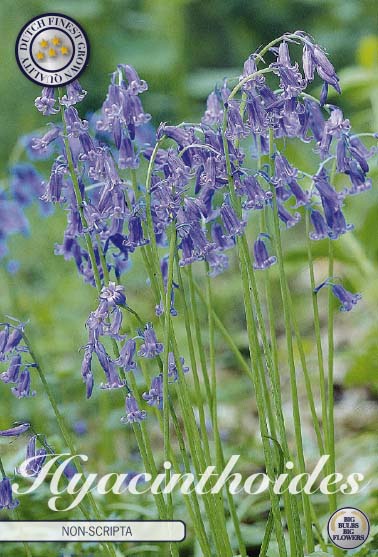 Hyacinthoides Non Scripta Blue 10-pack