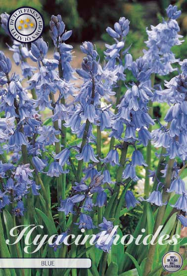 Hyacinthoides Blue 10-pack