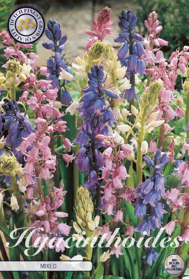 Hyacinthoides Mixed 10-pack