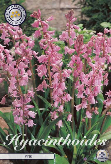 Hyacinthoides Pink 10-pack