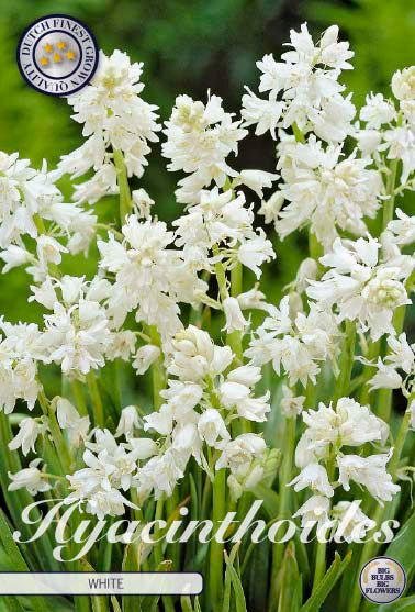Hyacinthoides White 10-pack
