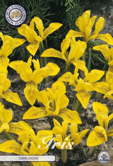 Iris Danfordiae 15-pack
