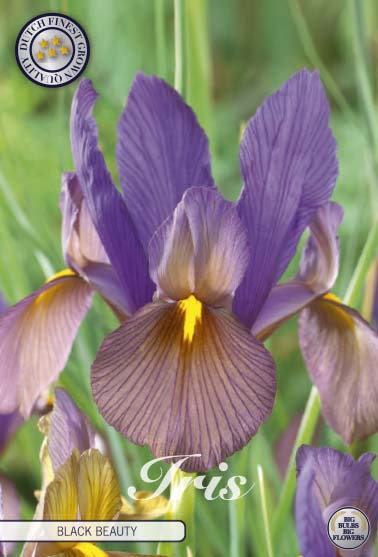 Iris Black Beauty 10-pack