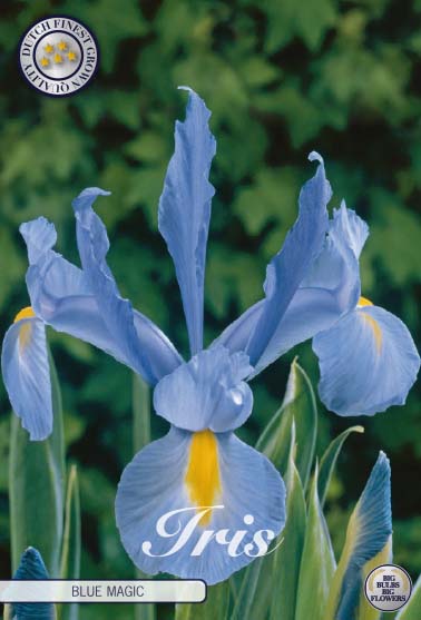 Iris Blue Magic 15-pack