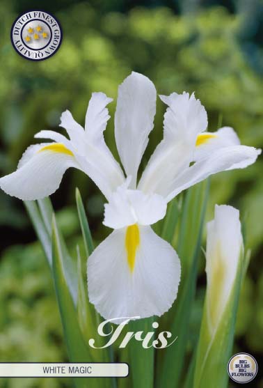 Iris White Magic 15-pack