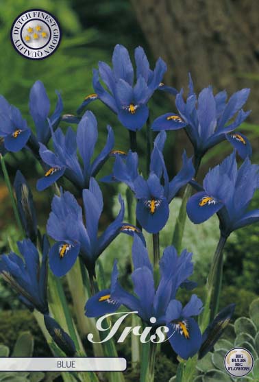 Iris Blue 15-pack