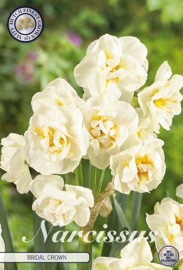 Narcissus Bridal Crown 6-pack